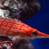 Image of Hawkfish, author