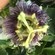Image of Passionfruit Flower, author