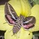 Image of AZ Sphinx Moth, author