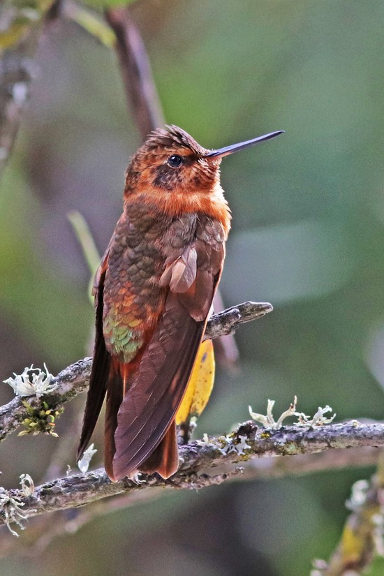 A Shining Sunbeam hummingbird on a branch.