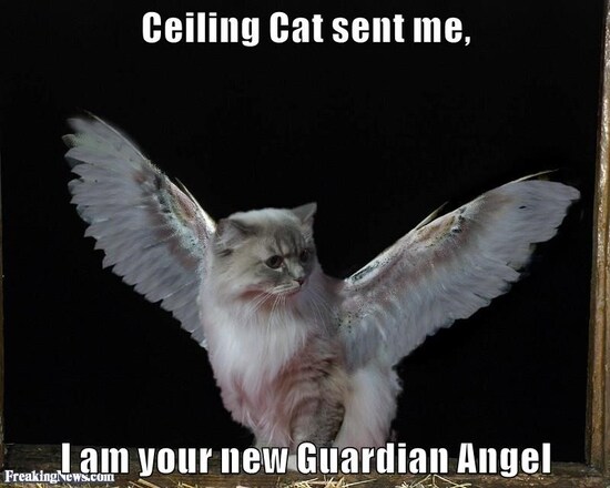 ceiling-cat-sent-me-i-am-your-new-guardian-angel.jpeg