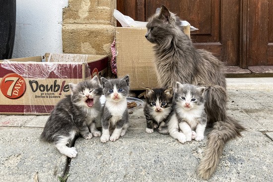 A mother cat sits with her kittens outside a home along a street in the old walled city of Cyprus' capital Nicosia on April 7, 2021. (Photo by Amir MAKAR / AFP) (Photo by AMIR MAKAR/AFP via Getty Images)