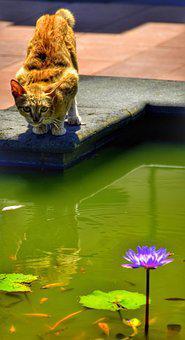 cat on the edge of a goldfish  pond with water lilies blooming