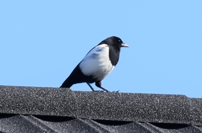 Magpie on rooftop