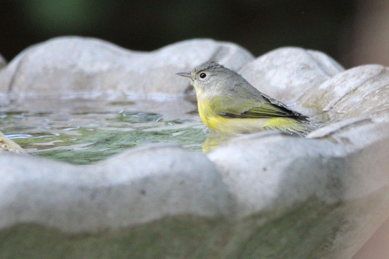 Nashville Warbler in the bird bath