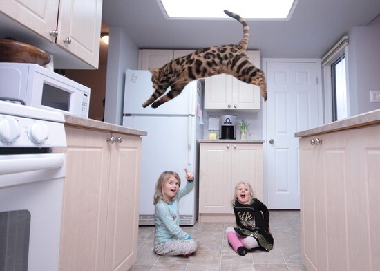 Bengal cat caught in midair while leaping from one kitchen counter to another; two little girls are sitting on the floor watching the cat.