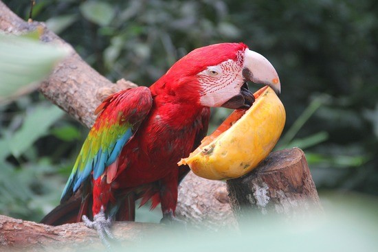 parrot eating a (?)papaya, cut in half