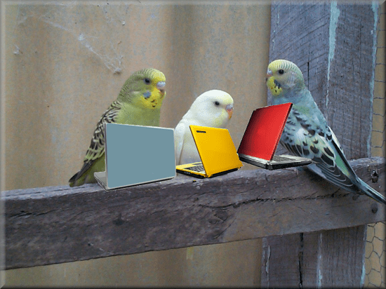 birdswithtinylaptopcomputers.png