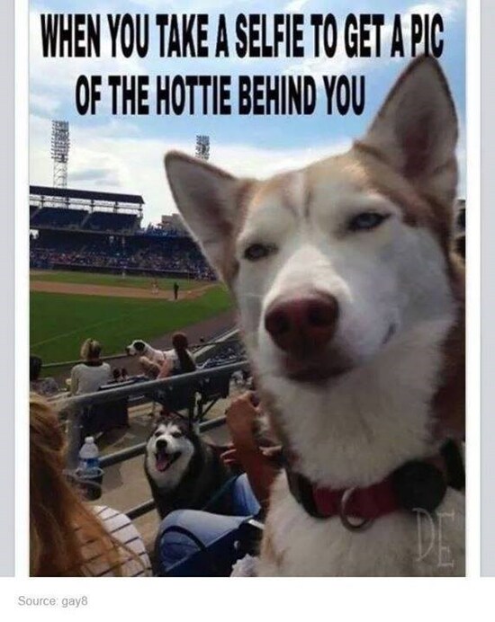 dog-when-you-take-a-selfie-to-get-a-pic-of-the-hottie-behind-you-source-gay8.jpg