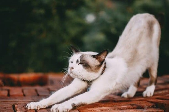 cat-does-yoga.jpeg