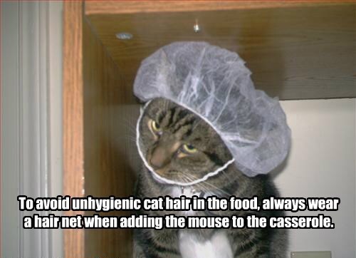 cookavoid-unhygienic-cat-hair-in-the-food-always-wear-a-hair-net-when-adding-the-mouse-to-the-casserole.jfif