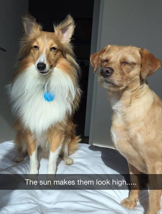 dog-the-sun-makes-them-look-high.jpg