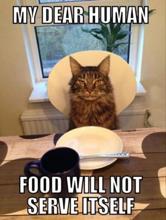 cat-my-dear-human-food-will-not-serveitself.jpeg