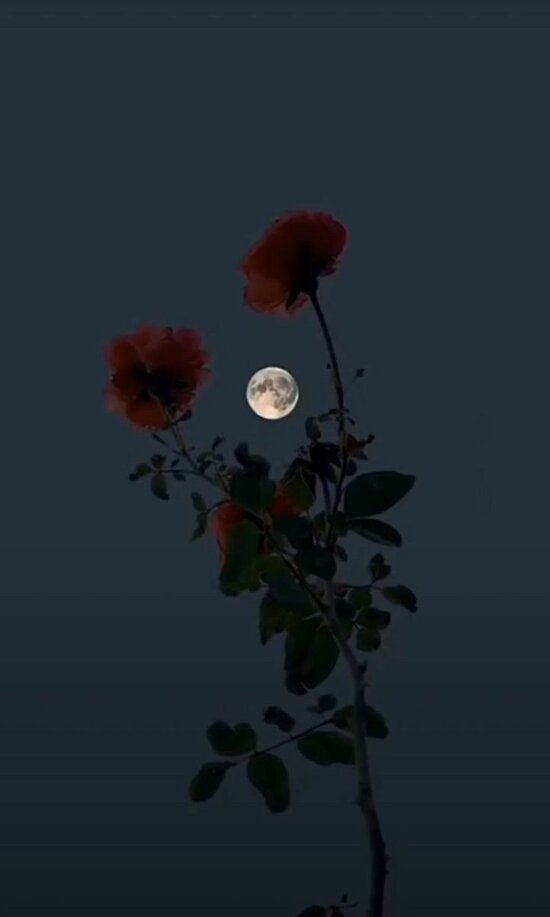 Full moon seen between two flower stems in dim light.