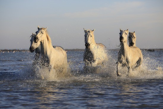 five light-colored horses running in shallow ocean water.