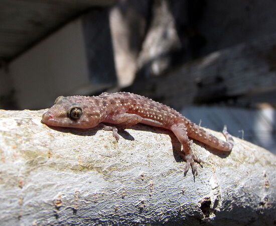 A Mediterranean house gecko taking a fast bask in the early morning.