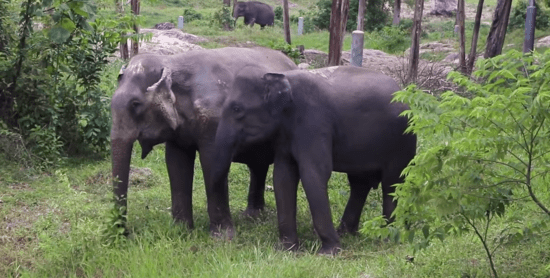 Elefantes cerca de Phuket, Tailandia