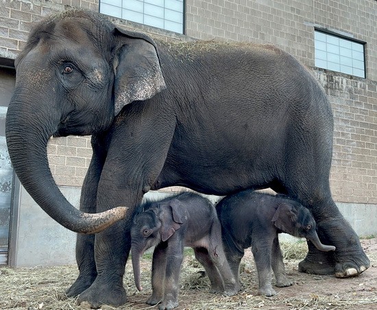 Twin Asian Elephant calves stand underneath their mother, Mali.