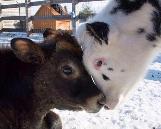 two young calves, one brown, one white with black spots, touching heads.  Snowy background.