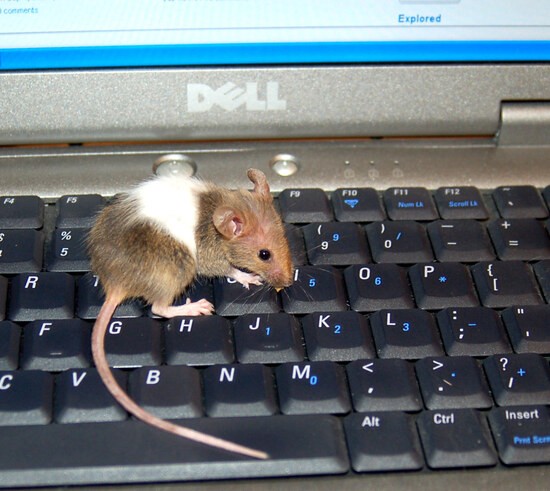 Mouse on the keyboard of a Dell laptop.
