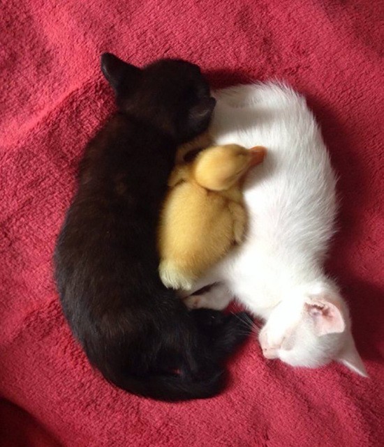black-white-cats-yin-yang-82-58248d8f5daf8__605.jpg