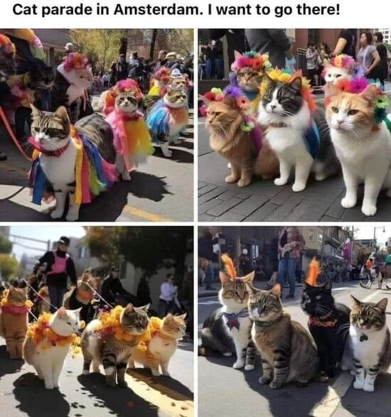 cat-cat-parade-amsterdam-want-go-there.jfif