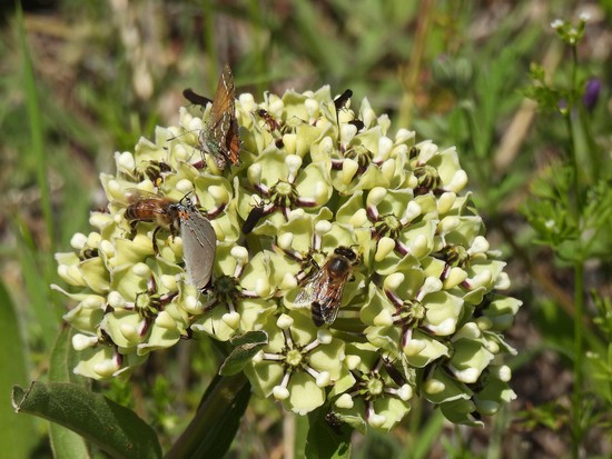 Juniper and gray hairstreaks and honeybees on antelope-horn milkweed