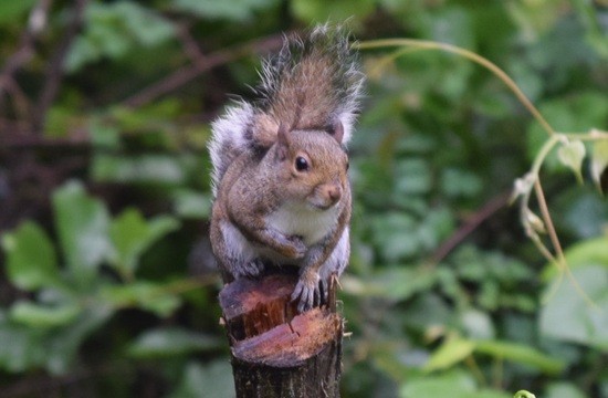 squirrel on cut branch of mulberry tree