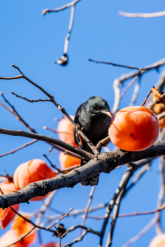 blackbird on a branch picking at a ripe persimmon, vivid orange.