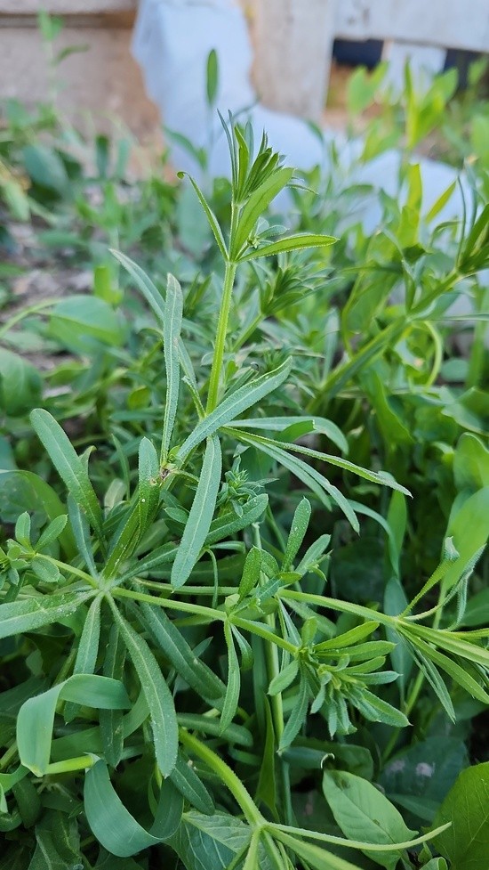 Cleavers is a plant with whorls of narrow leaves which have fine hooked hairs on them, making them very clingy.