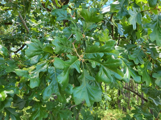 Post oak leaves