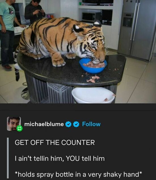 Tiger eating from a dish of food on a kitchen island.  Imagined conversation of humans in background quoted underneath. "YOU tell him to get down"