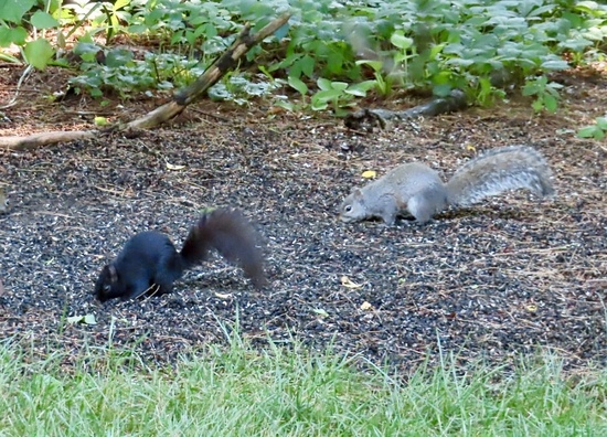 Eastern Gray Squirrels 