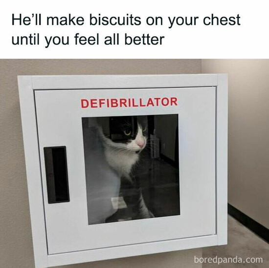 defibrillatorcat.jpg