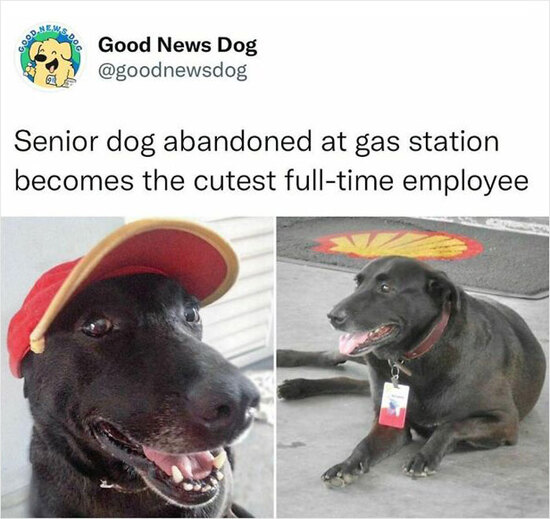 abandoneddogemployee.jpg