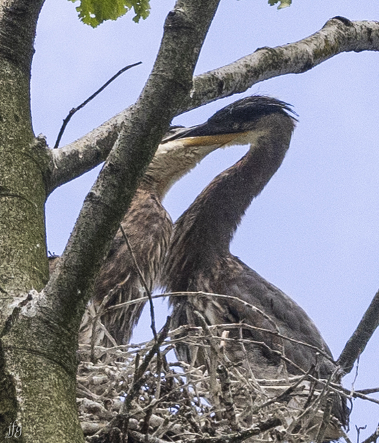 Great Blue Heron young in nest