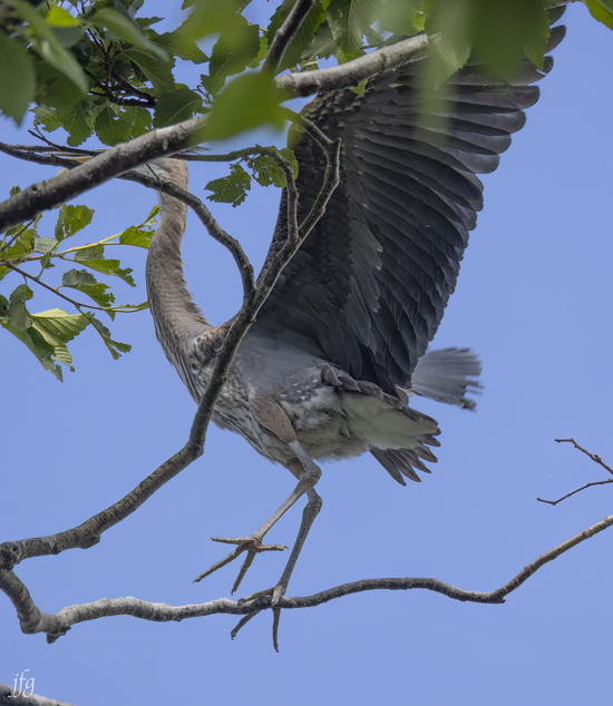 Great Blue Heron young in nest
