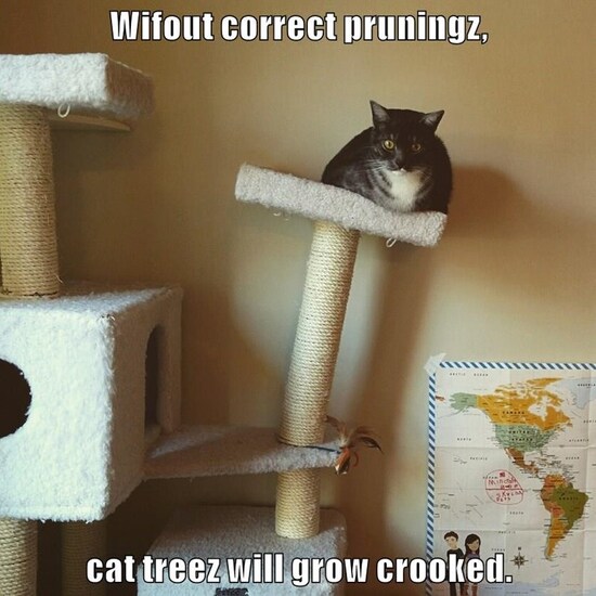 cat-wifout-correct-pruningz-eamara-tlertin-mihdalk-skylan-cat-treez-will-grow-crooked.jpeg