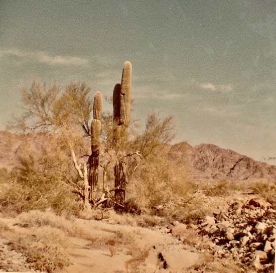 VegetationnearTelegraphPassYumaCo.AZ.1965.jpeg