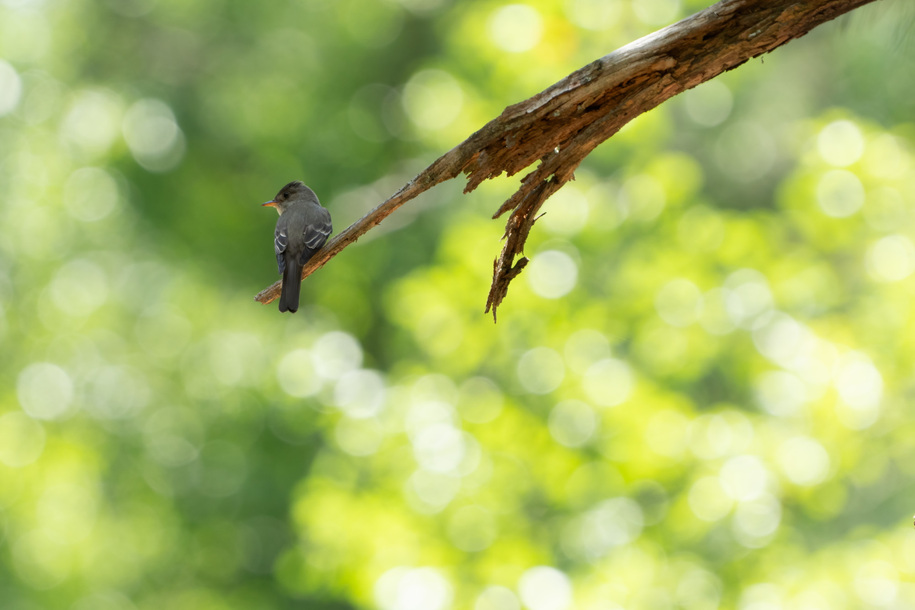 An Eastern Pewee on a branch with blurry sunlit leaves behind him