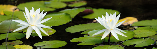 waterliliess.jpg