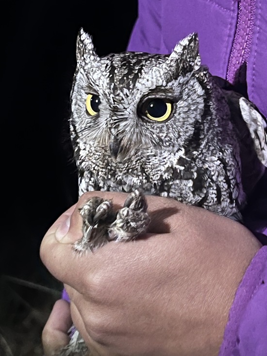 Western Screech Owl in hand.