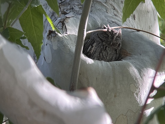 Western Screech Owl in cavity, Portal AZ
