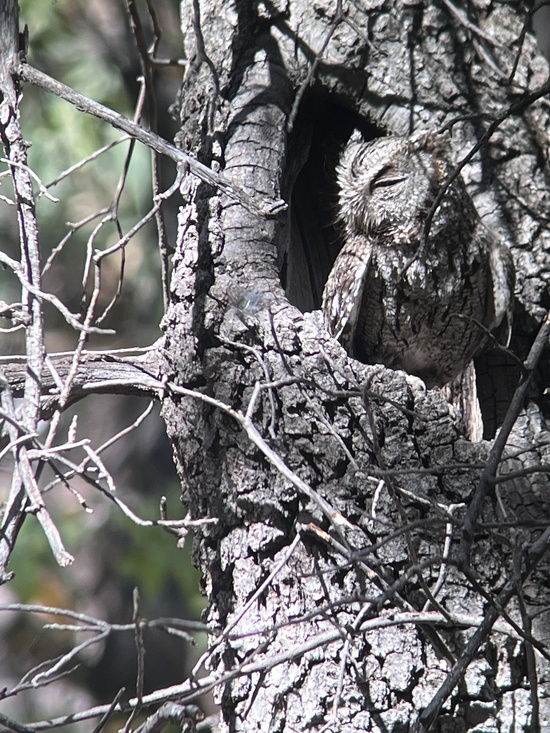 Whiskered Screech Owl sunning in cavity