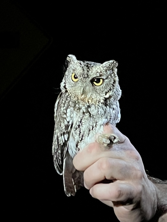 Whiskered Screech-owl in hand