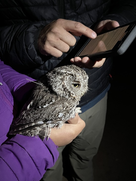 Whiskered Screech-owl with GPS logger