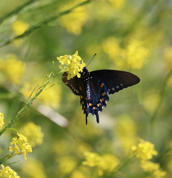 Pipevine Swallowtail at Pointe Mouillee