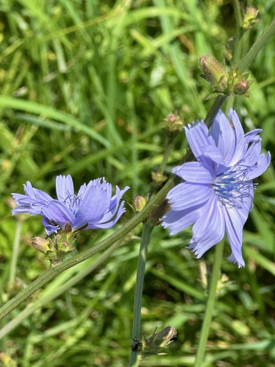 Chicory at Pointe Mouillee