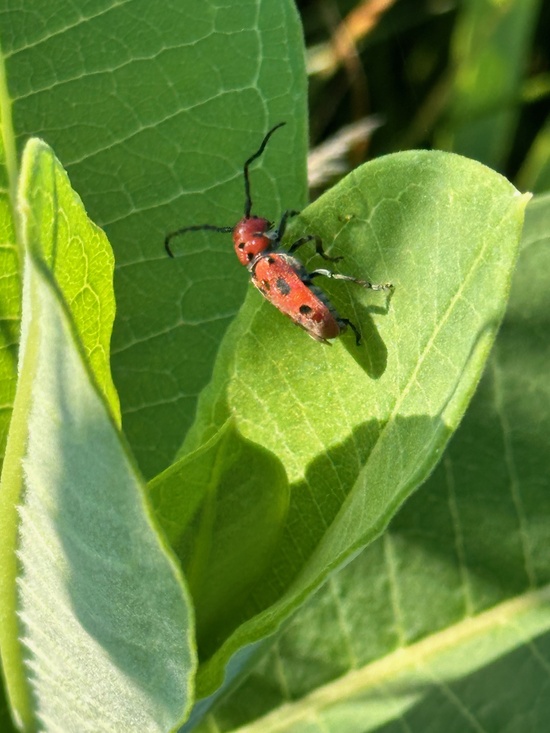 Red Milkweed Beetle at Pointe Mouillee