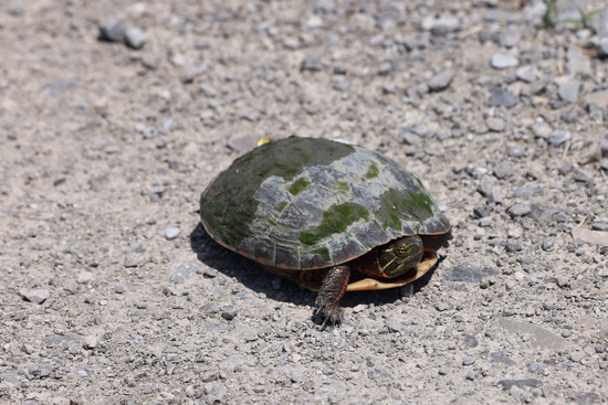 Eastern Painted Turtle at Pointe Mouillee